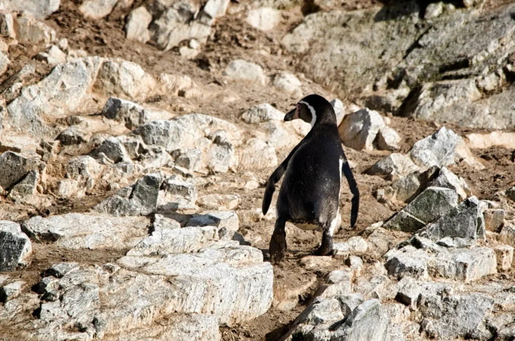 peru-islas-ballestas-pingucc88ino-humboldt