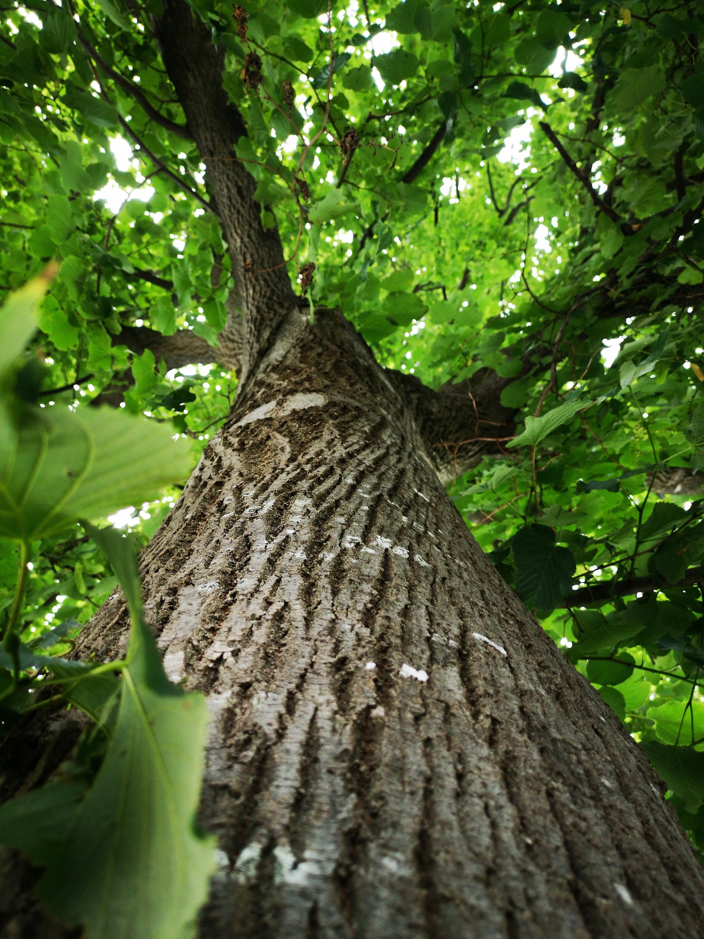 tree-4413080_1920 tree-4413080_1920