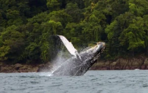 El Tip de Oro para tu Viaje a Bahía Solano: Vive el Pacífico sin Prisas
