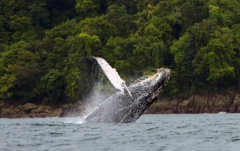 El Tip de Oro para tu Viaje a Bahía Solano: Vive el Pacífico sin Prisas