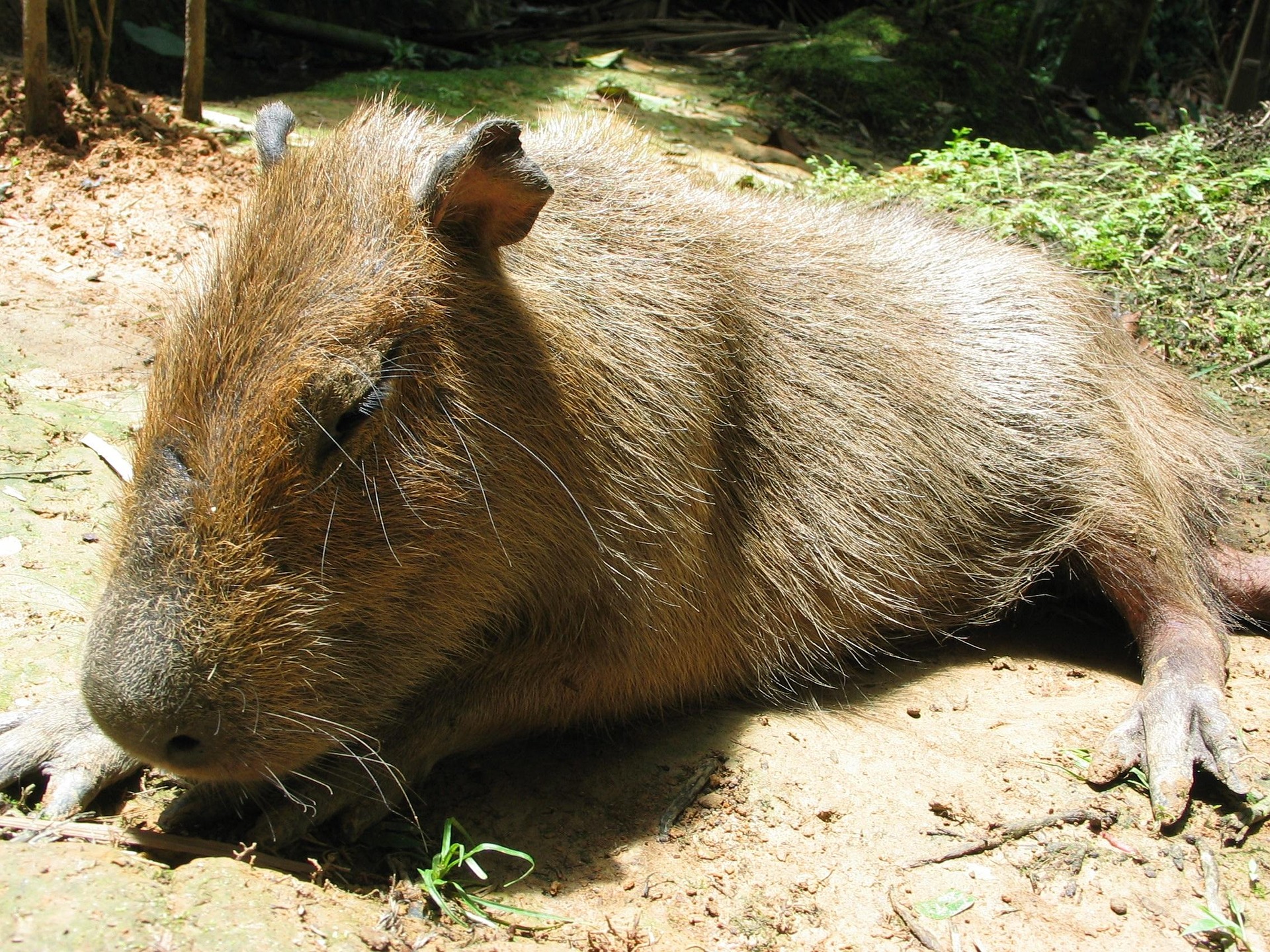 nozurbina capybara 435542 1920