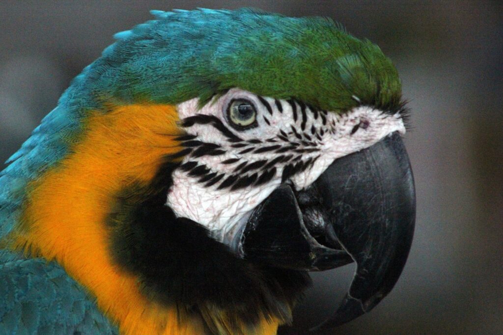 soyvanden parrot 2375513 1920